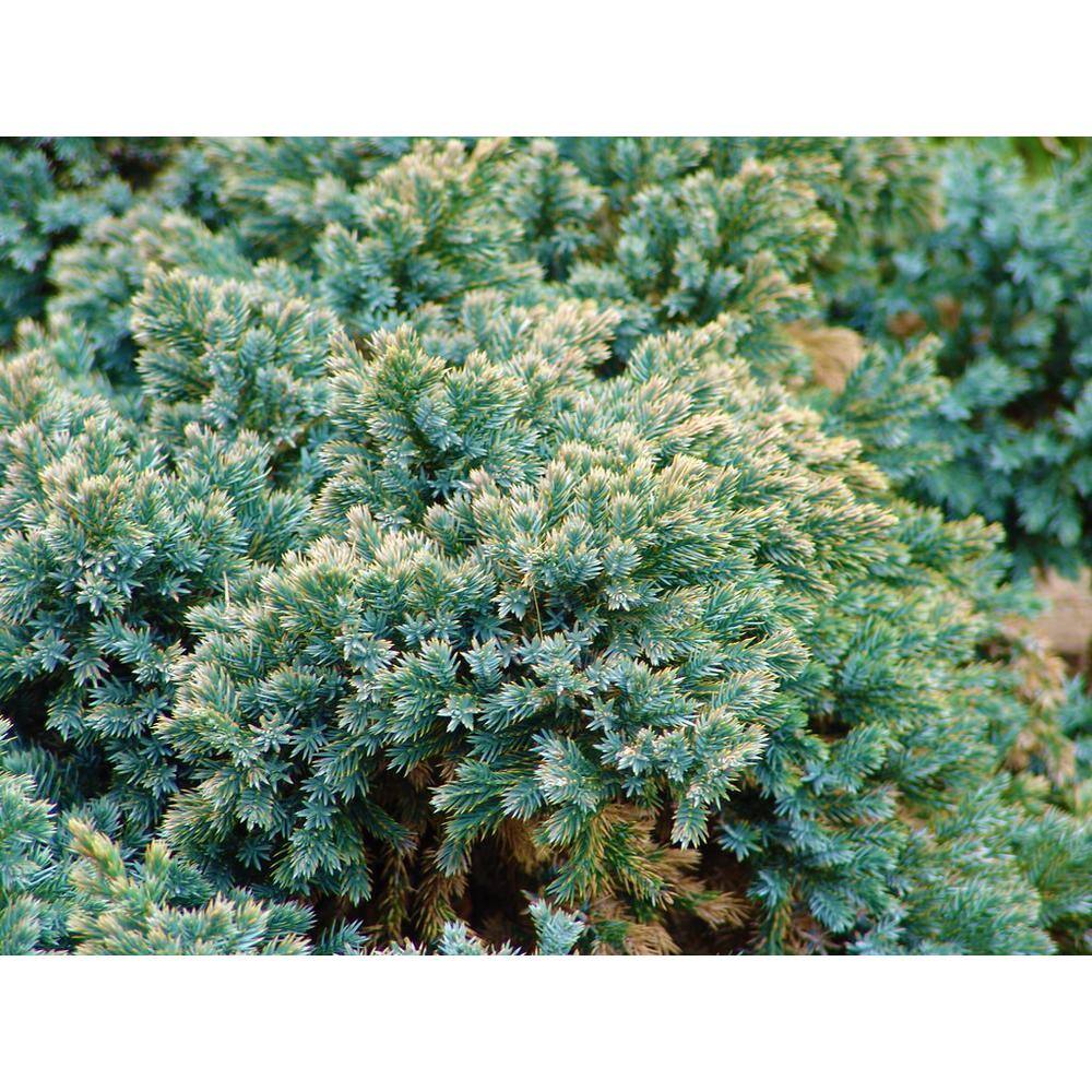 Online Orchards 1 Gal. Blue Star Juniper Shrub Turquoise and Silver Low Maintenance Dwarf Conifer Drought Tolerant CFJP003