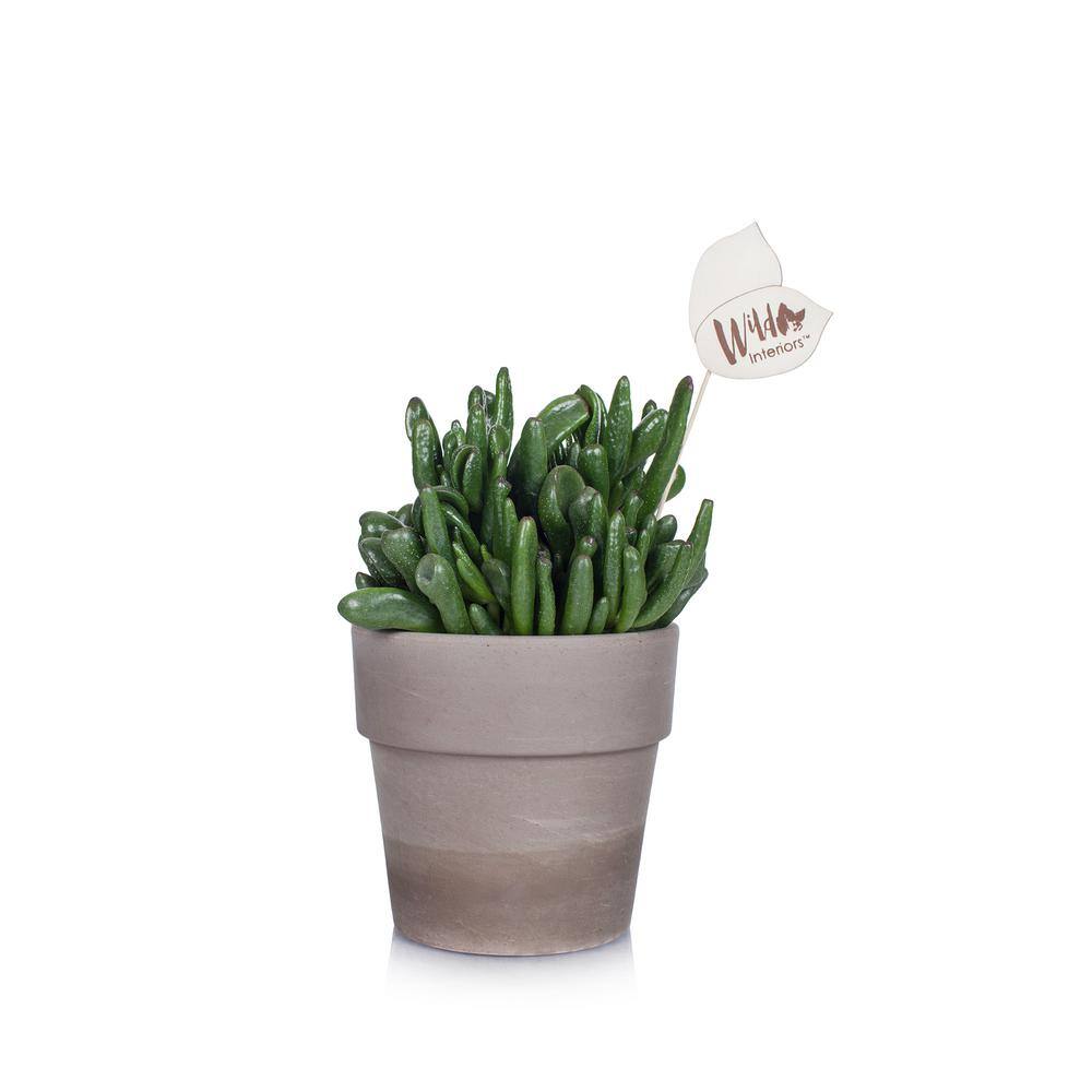 Wild Interiors 5 in. Crassula Succulent in a Terra Cotta Pot 407072