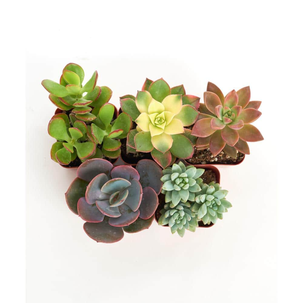 Shop Succulents Unique Mix Live Succulents in Soil Hand Selected Variety (5-Pack) 5-SUCC-UNQ-2IN