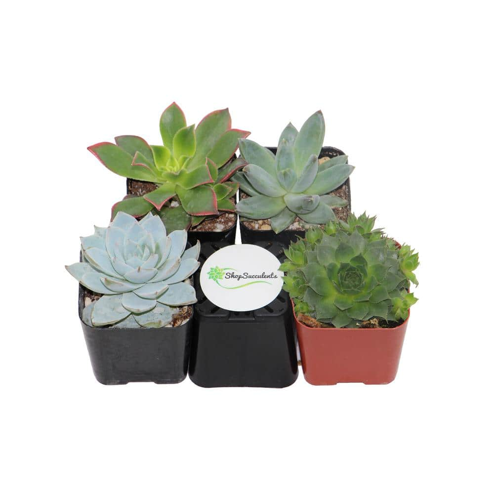 Shop Succulents 2 in. BlueGreen Collection Succulent (Collection of 4) BG4