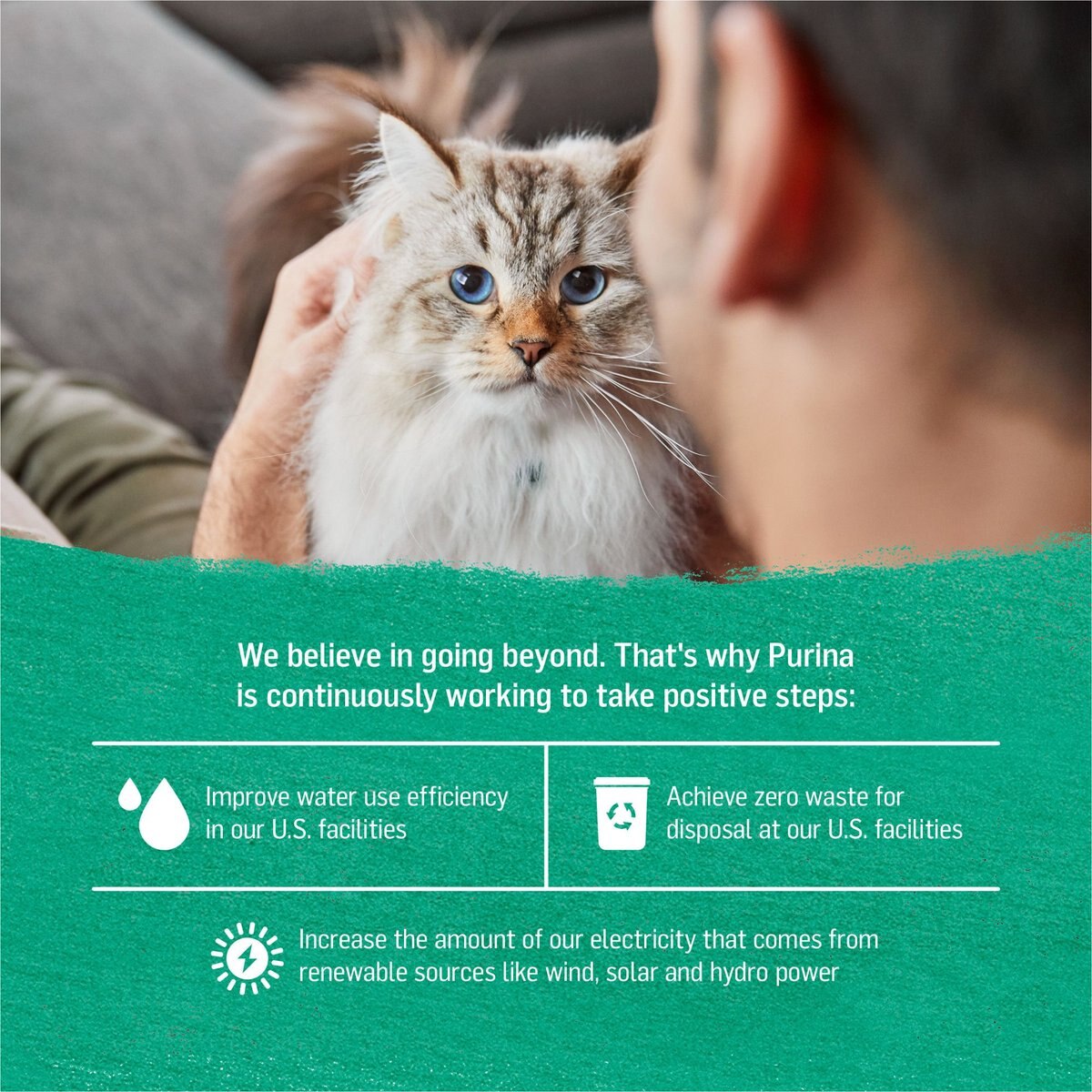 Purina Beyond Grain-Free Pate Alaskan Cod and Spinach Recipe Canned Cat Food