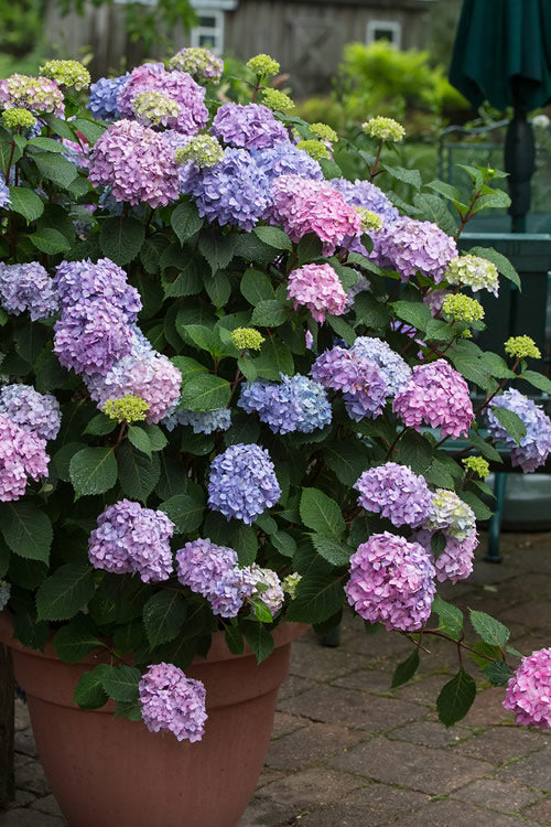 Penny Mac Hydrangea