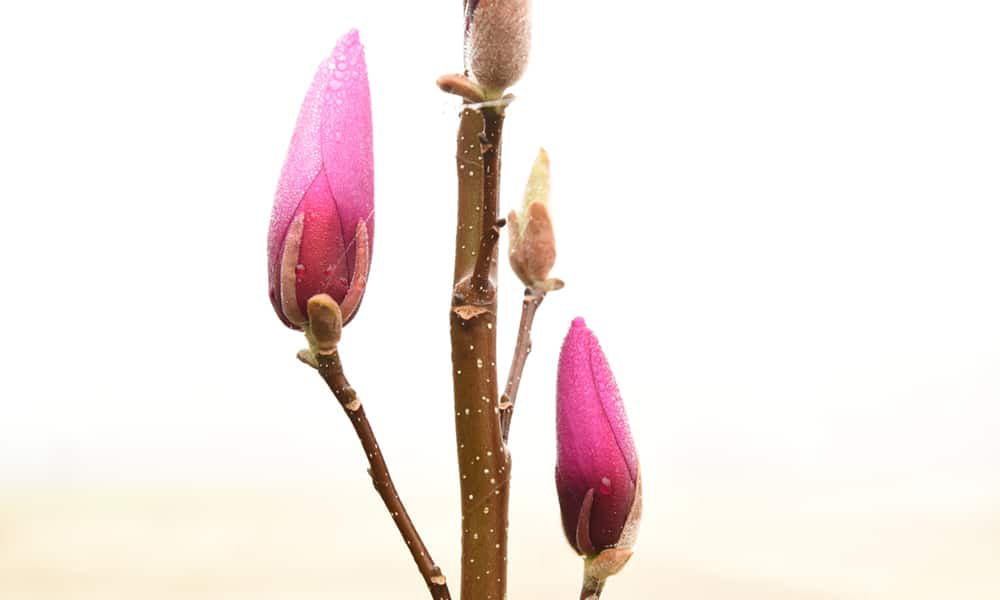 3 Gal. Ann Magnolia - Showy Flowers - Late Blooming