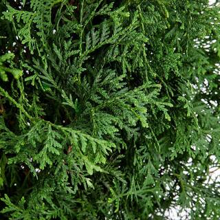 GARTENMEISTER 2 Gal. Skybound Arborvitae (Thuja) Live Shrub O88322M