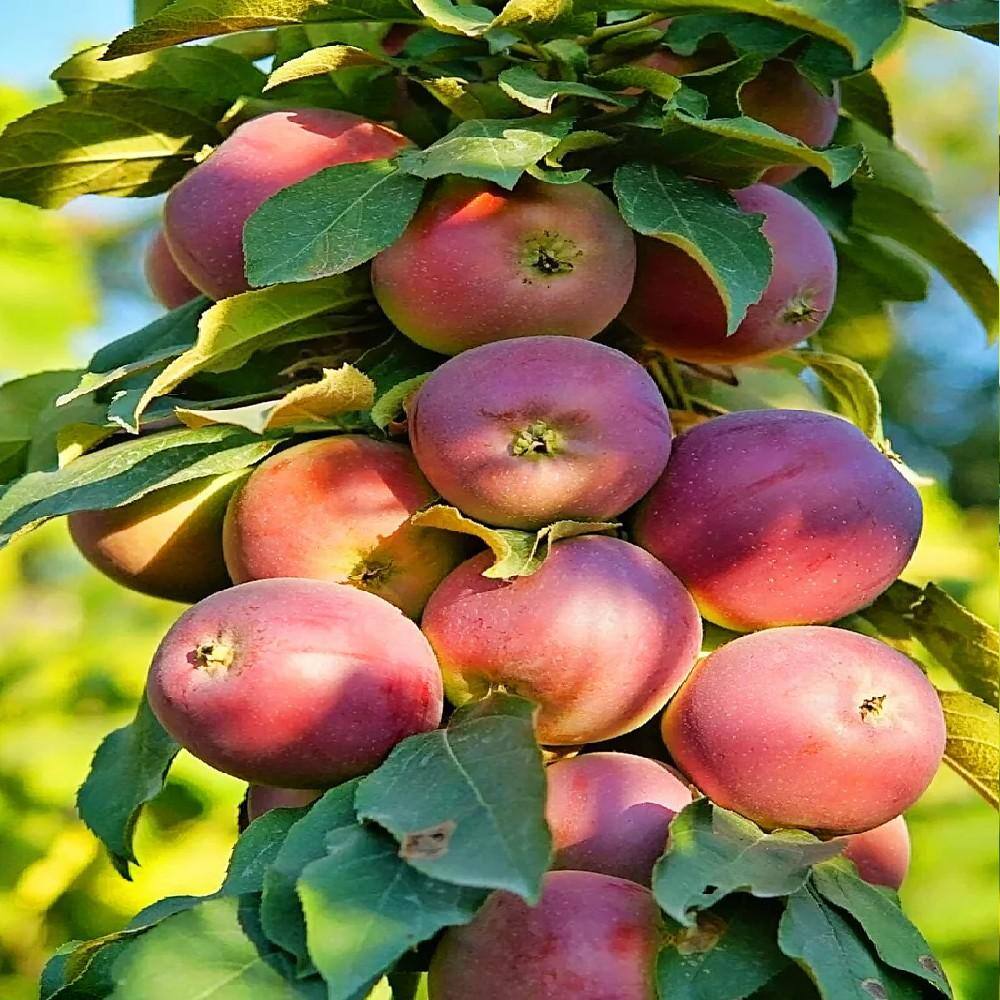 5 Gal. North Pole Apple Tree APPNPO05G