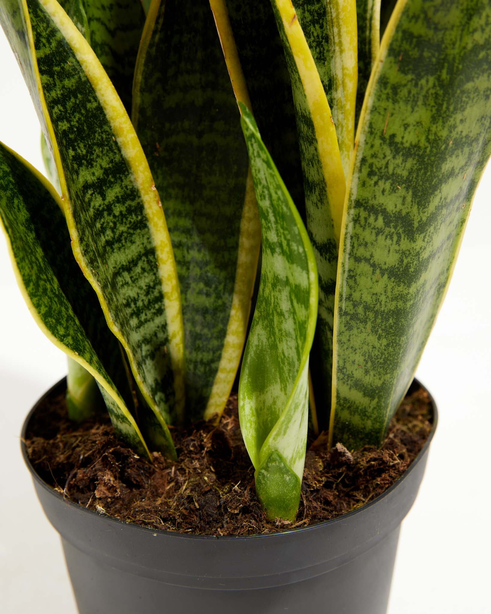 Variegated Laurentii Snake Plant