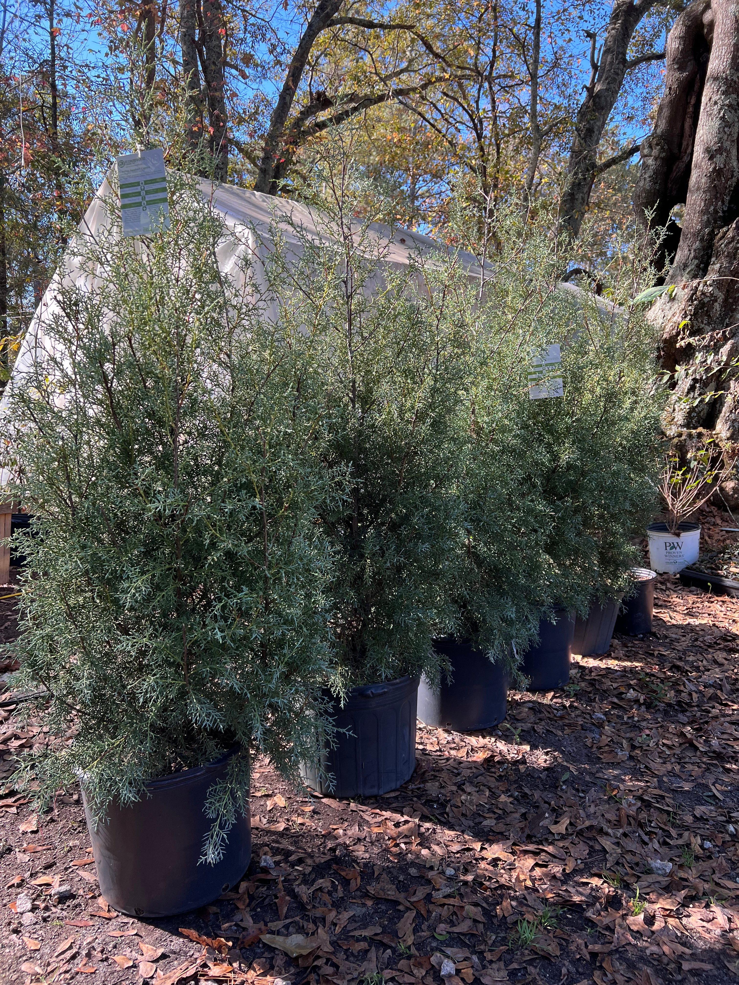 Carolina Sapphire Cypress Christmas Tree