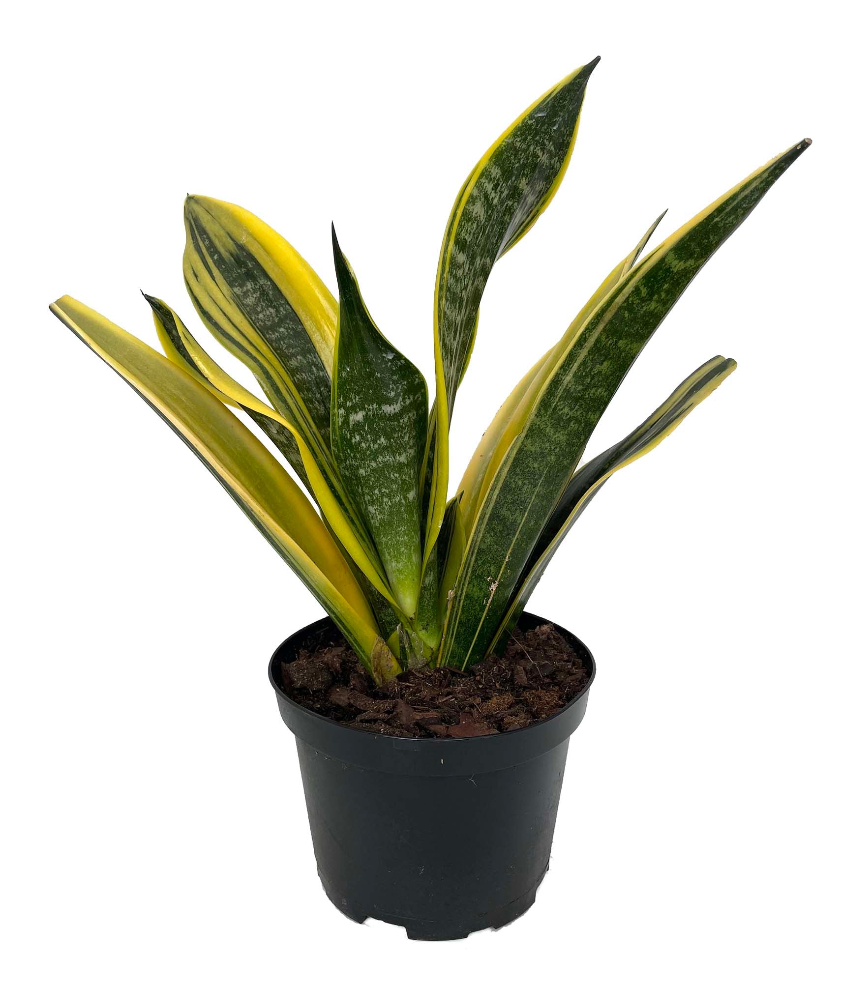 La Rubia Snake Plant - Sansevieria - 6