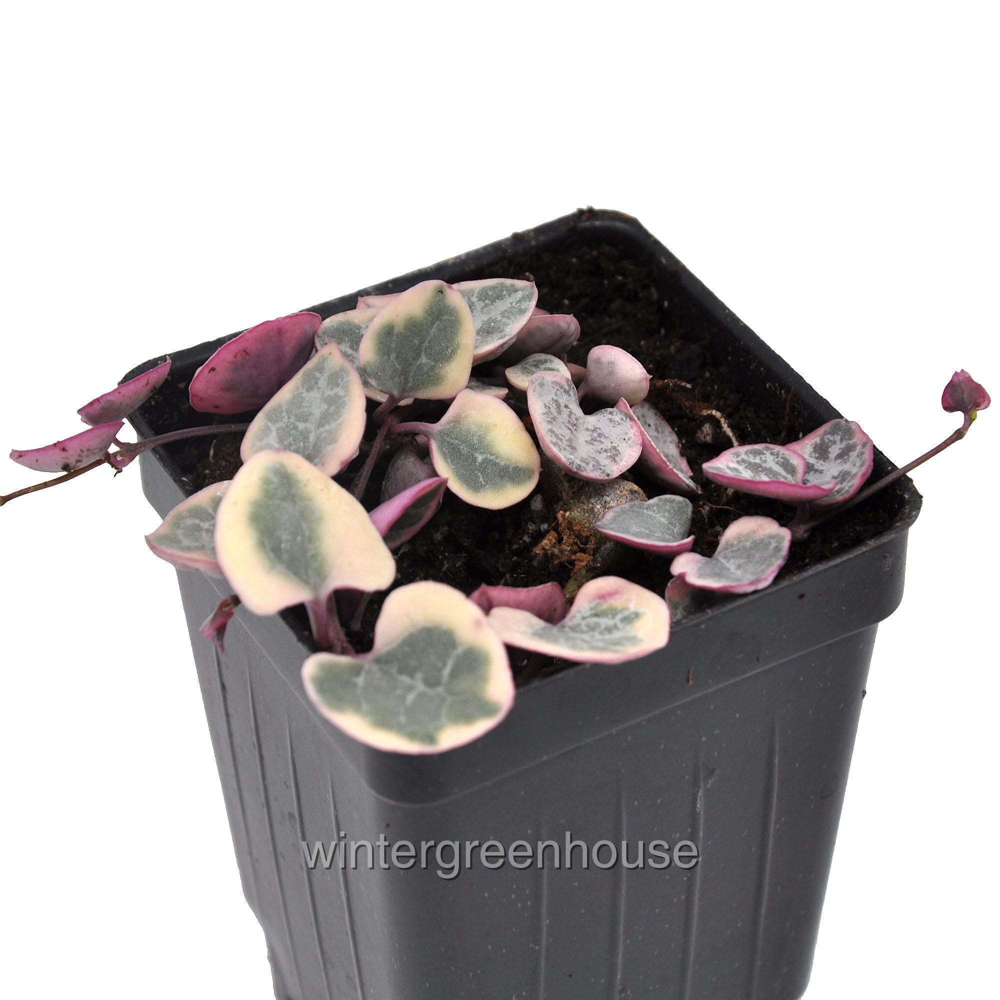 Ceropegia Woodii X， String Of Hearts Variegated - Pot Size: 3