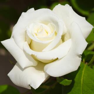 VAN ZYVERDEN Roses - White Magic (1 Root Stock) 83387