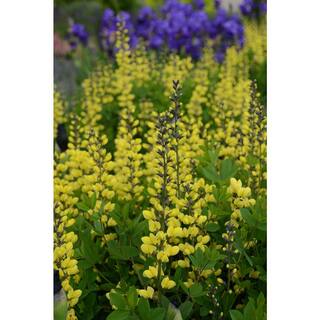 PROVEN WINNERS 3 Gal. Lemon Meringue Baptisia Live Perennial Plant (1-Pack) BAPTI3LEM1PK