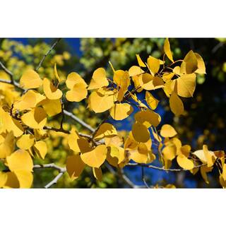 Online Orchards Quaking Aspen Tree Bare Root SHAN001