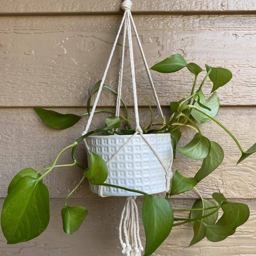 Flora Bunda 5 in. Matte White Gladiator Ceramic Pot with Macrame Hanging Planter CT949E-MTWH