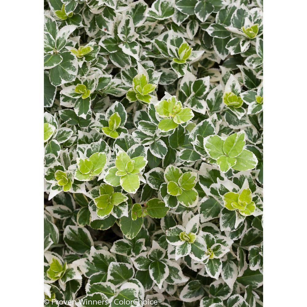 PROVEN WINNERS 1 Gal. White Album Wintercreeper (Euonymus) Live Shrub Green and White Foliage EUOPRC1036101