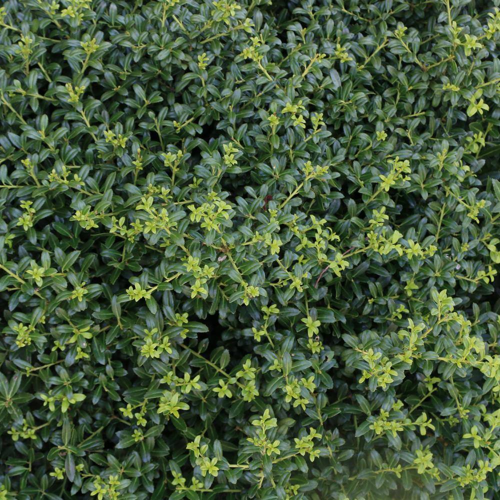 national PLANT NETWORK 2.25 Gal. Holly Soft Touch Shrub HD7150