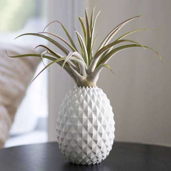 Ananas - Air Plant