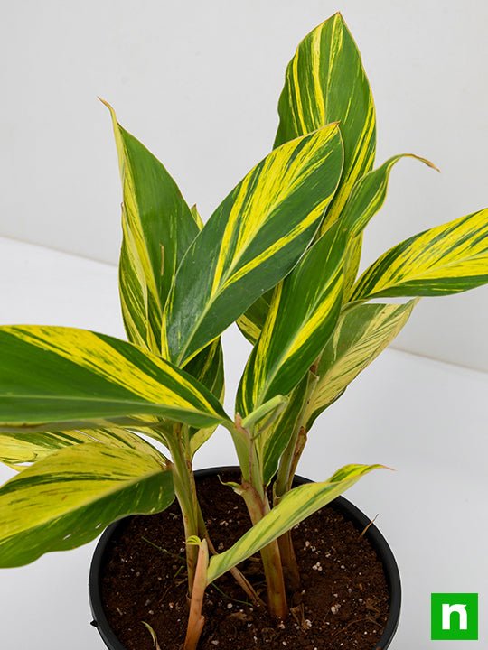 Alpinia Purpurata Variegated - Plant