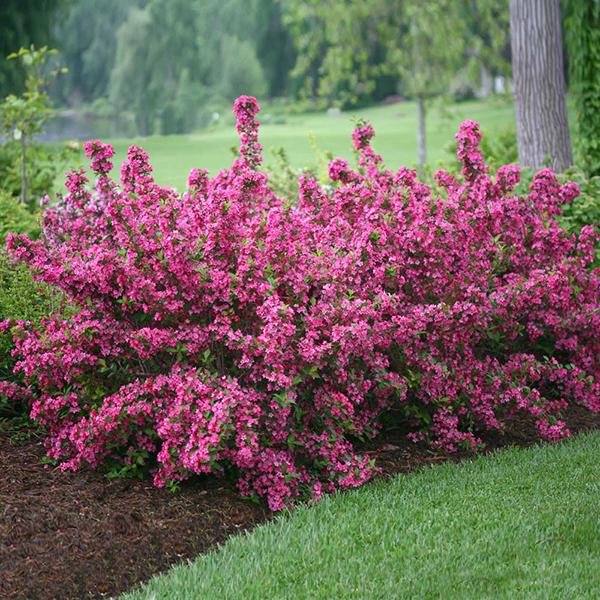 Sonic Bloom® Weigela Shrub