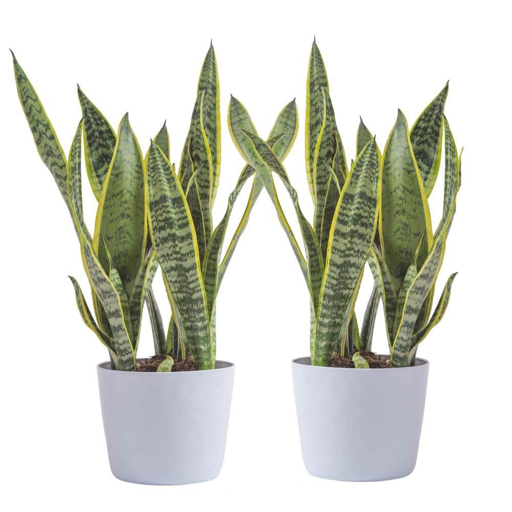 Vigoro Grower's Choice Sansevieria Indoor Snake Plant in 6 in. White Ribbed Decor Pot Avg Shipping Height 1-2 ft. (2-Pack) CO.SL07.3.VI.WH