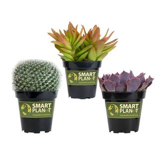 SMART PLANET 3.5quot Live Plant Assortment of 2 Succulents and 1 Cactus 0881015