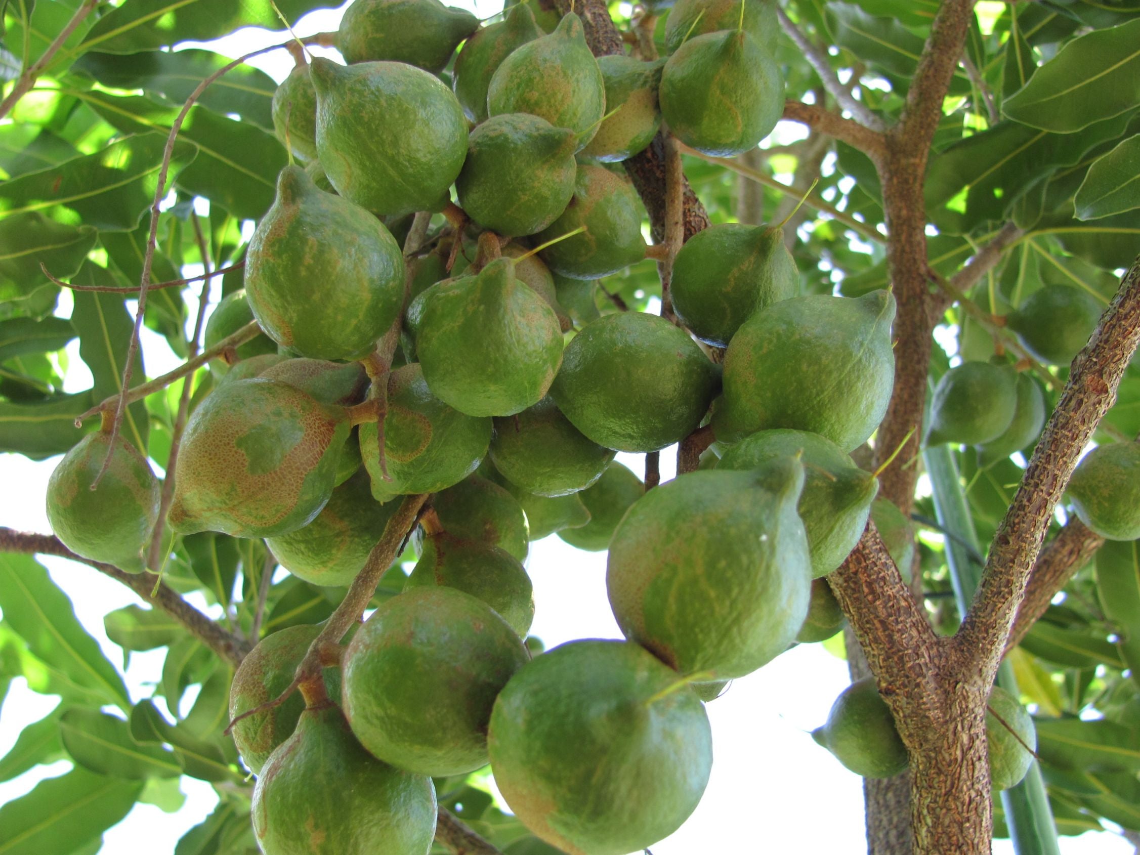 Macadamia Nut Tree - Live Tree in a 1 Gallon Pot - Edible Nut Tree for The Garden and Patio