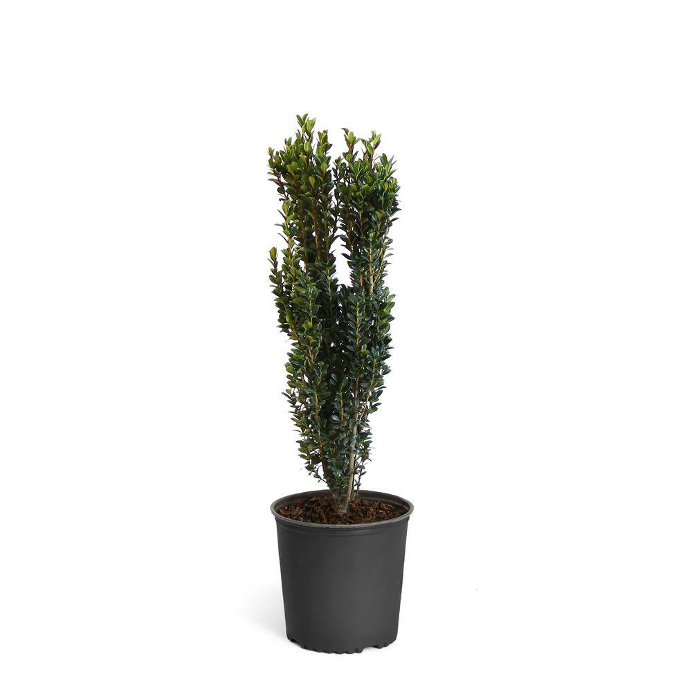 Brighter Blooms 3 Gal. Sky Pencil Holly Shrub SKY-PEN-34-3