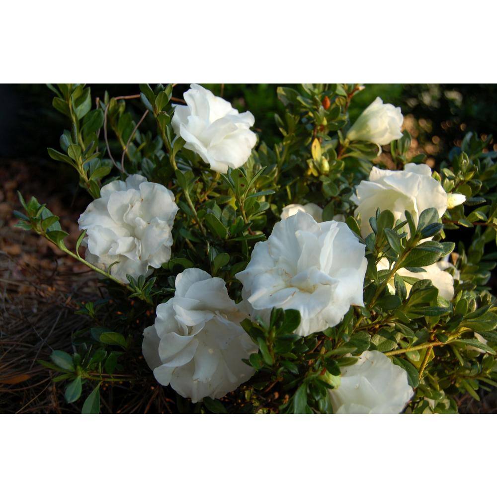 Vigoro 2 Gal. Echo Snowball Azalea Shrub with Double White Reblooming Flowers 10374