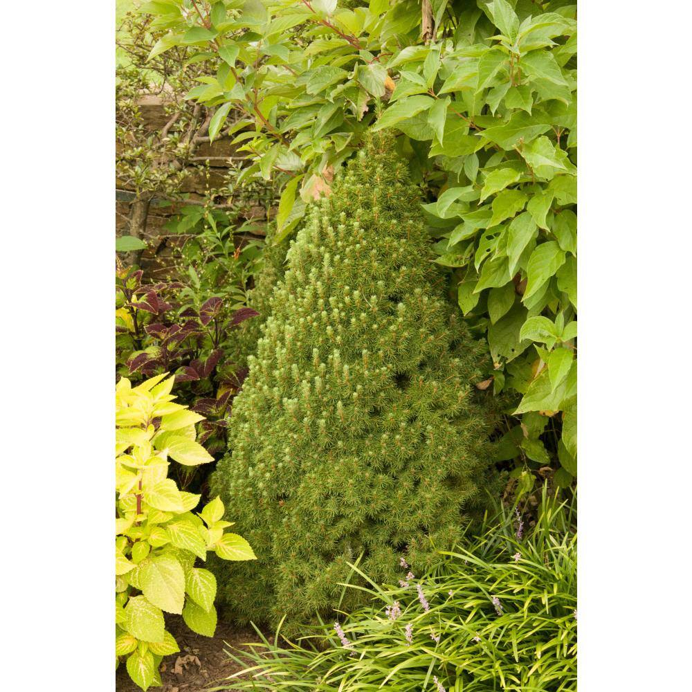 Spring Hill Nurseries 3 Gal. Pot Alberta Dwarf Spruce (Picea) Live Potted Evergreen Shrub (1-Pack) 87489