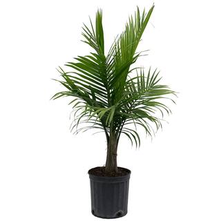 Costa Farms Majesty Indoor Palm in 9.25 in. Grower Pot Avg. Shipping Height 3-4 ft. Tall 10MAJ