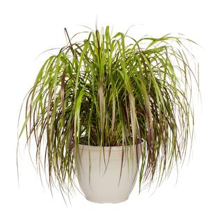 METROLINA GREENHOUSES 3 Gal. Purple Fountain Grass Planter Perennial Plant 58668