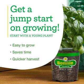 Bonnie Plants 19 oz. Sweet Banana Pepper Plant 1003800511