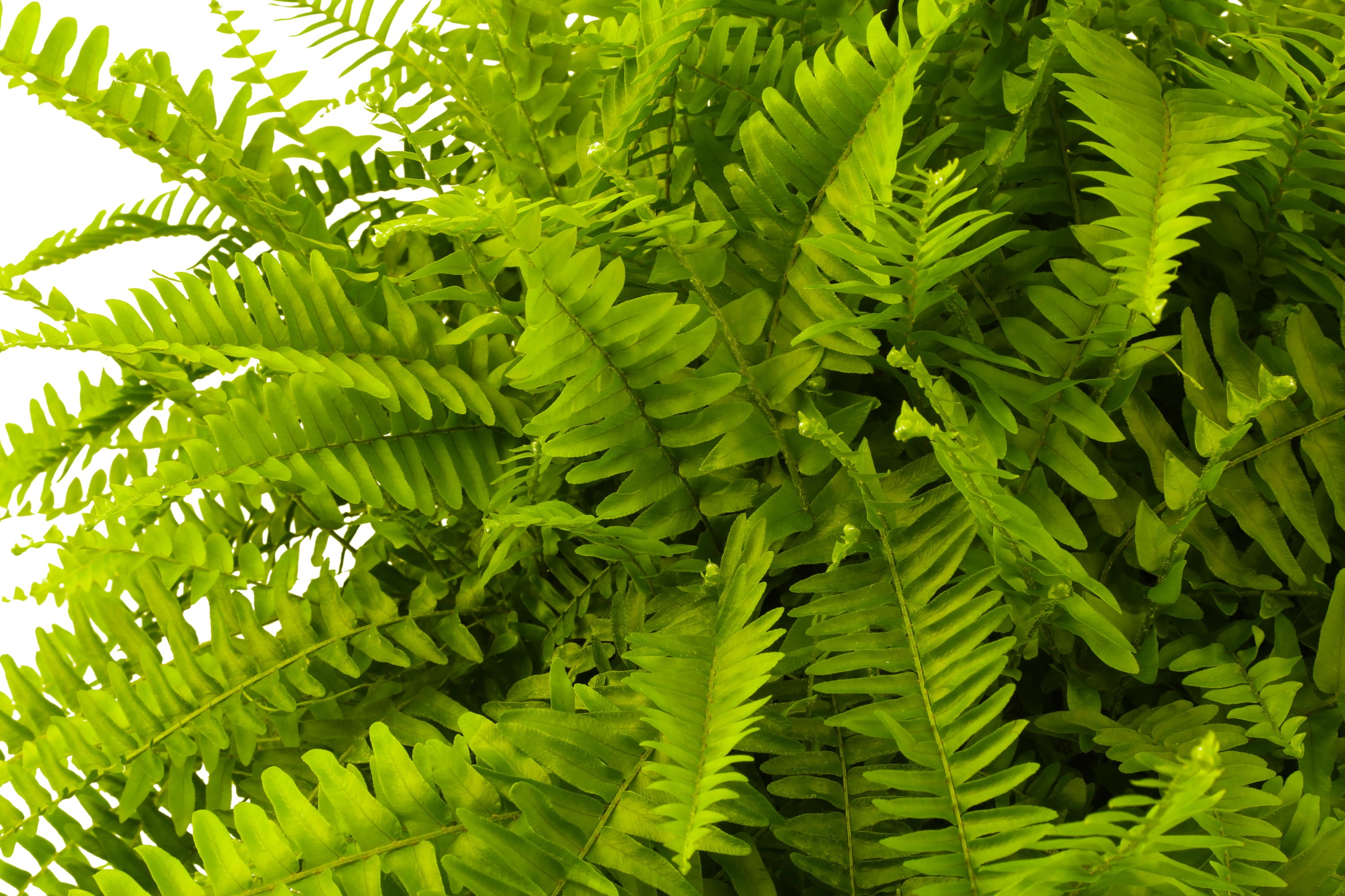 Costa Farms Expert Gardener Live Indoor 16in. Tall Green Boston Fern; Bright， Indirect Sunlight Plant in 10in. Grower Pot