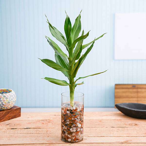 30 cm Lotus Lucky Bamboo Plant in a Glass Vase with Pebbles