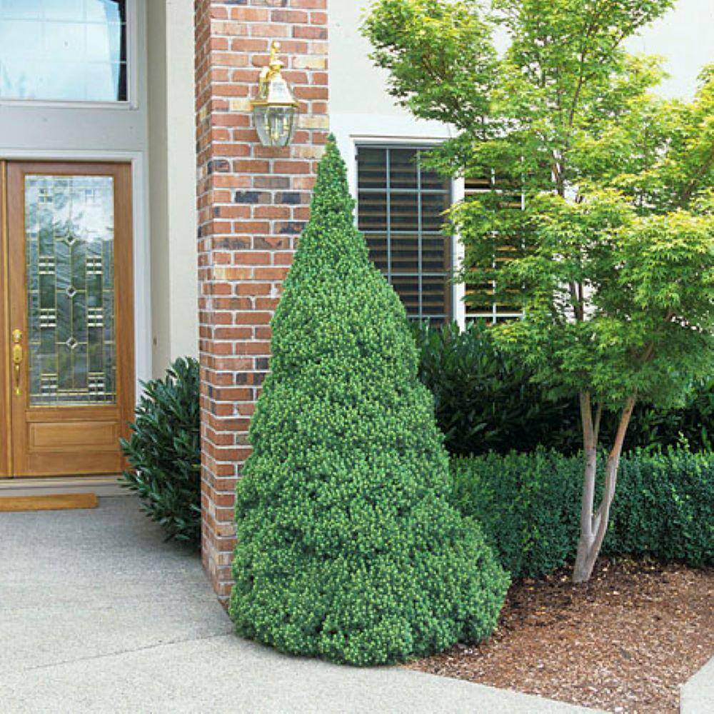 2.5 qt. Dwarf Alberta Spruce Live Evergreen Tree 585001