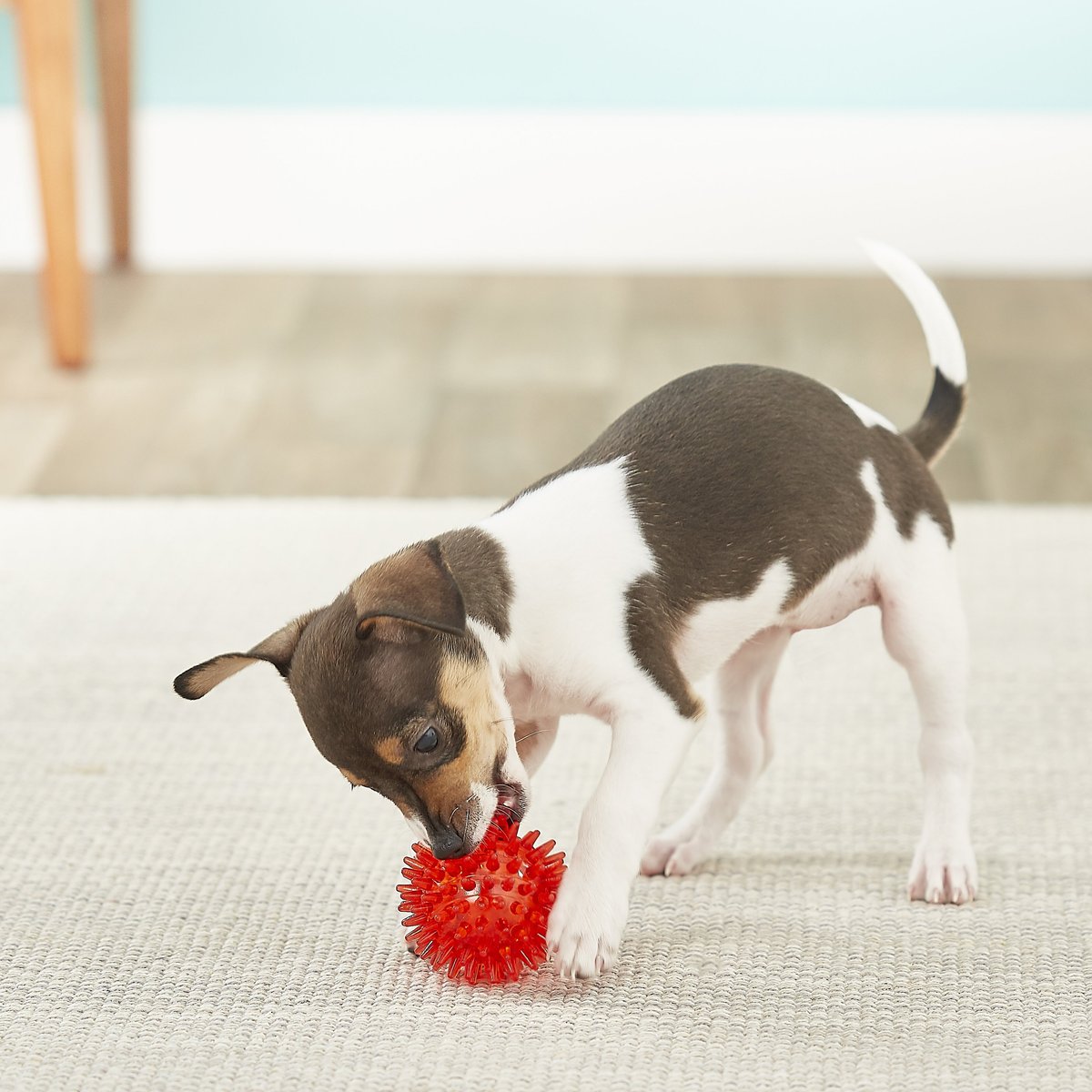 Gnawsome Squeaker Ball Dog Toy， Color Varies