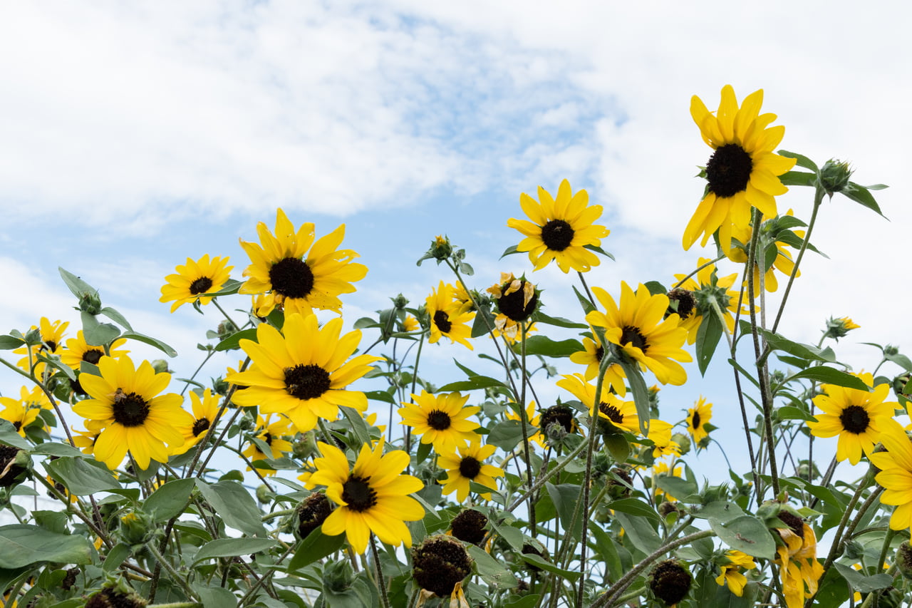 Sunfinity® 1.5G Yellow Sunflower Live Plant Annual with Grower Pot