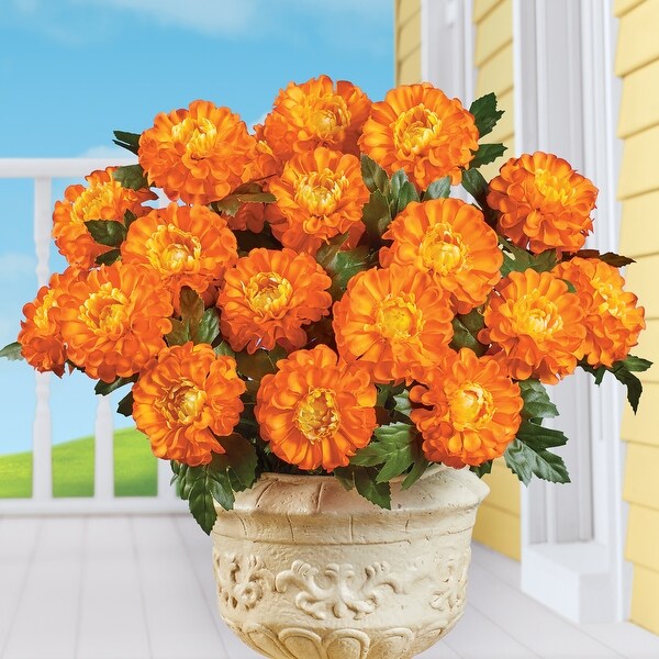 Marigold Mixed Arrangement Bushes