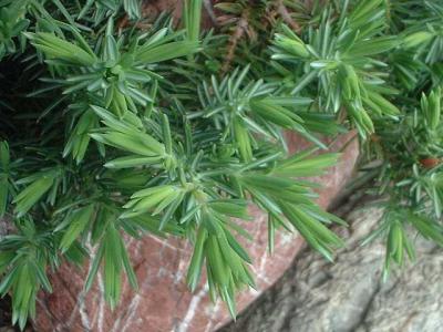 Classy Groundcovers - Blue Pacific Shore Juniper  {25 Pots - 3 1/2 inch Square}