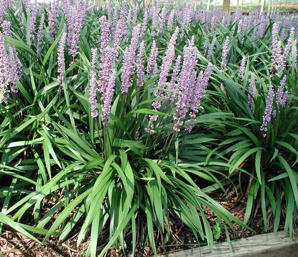 Liriope Muscari 'Classic Blue' Ingwersen Lily Turf