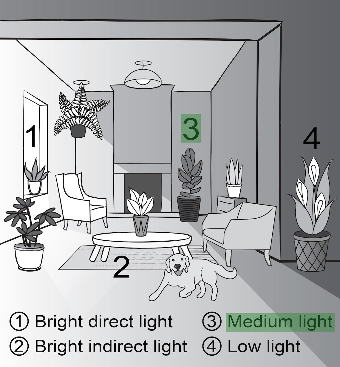 Live Green Philodendron Plant - 4