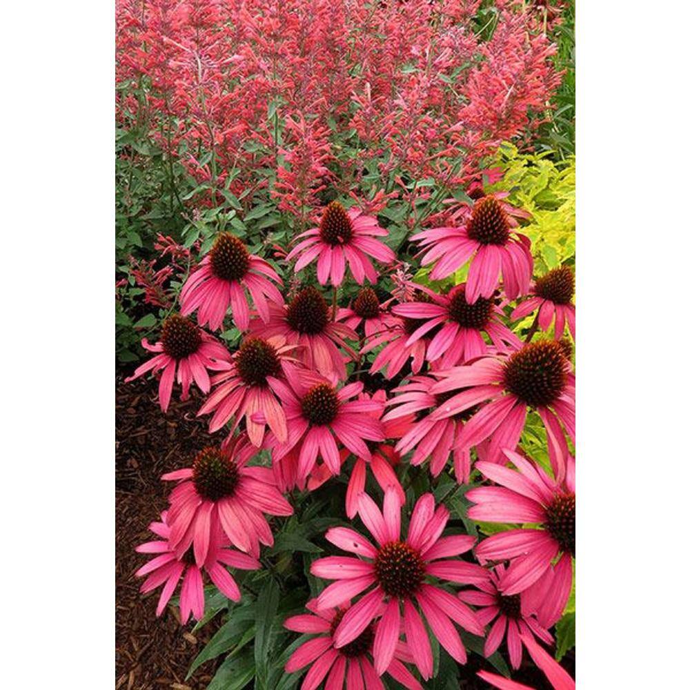 BELL NURSERY 2.5 qt. Echinacea Coneflower Live Flowering Perennial Plant CNFLW1GMUL1PK