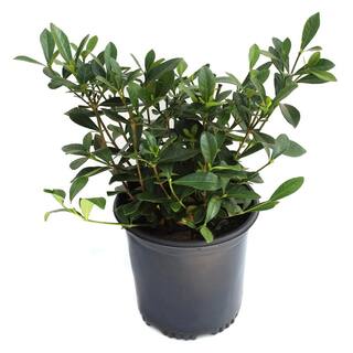 national PLANT NETWORK 2.5 qt. Gardenia Radicans Flowering Shrub with White Flowers HD7127