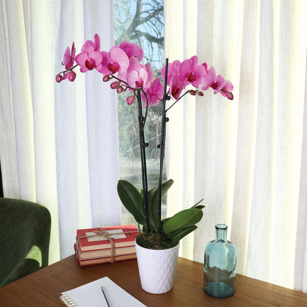 Just Add Ice Premium Orchid (Phalaenopsis) Pink Watercolor Plant in 5 in. White Ceramic Pottery J5065