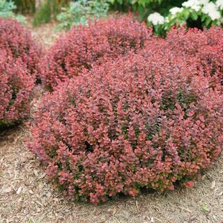 PROVEN WINNERS 2 Gal. Sunjoy Mini Maroon Barberry Plant with Deep Purple-Red Foliage 14735