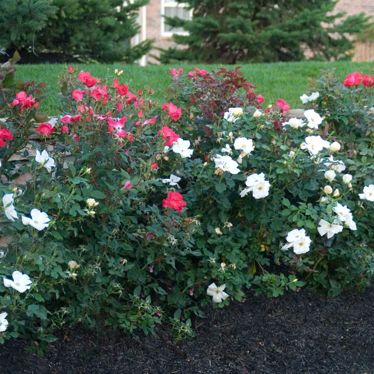 White Knock Out Dormant Bare Root Shrub Rose， Includes one dormant plant per order