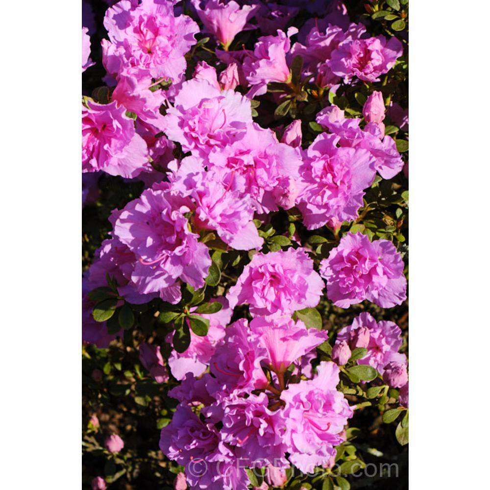 BELL NURSERY 1 Gal. Elsie Lee Azalea Live Shrub Lavender Flowers (3-Pack) AZLEA1LEE3PK