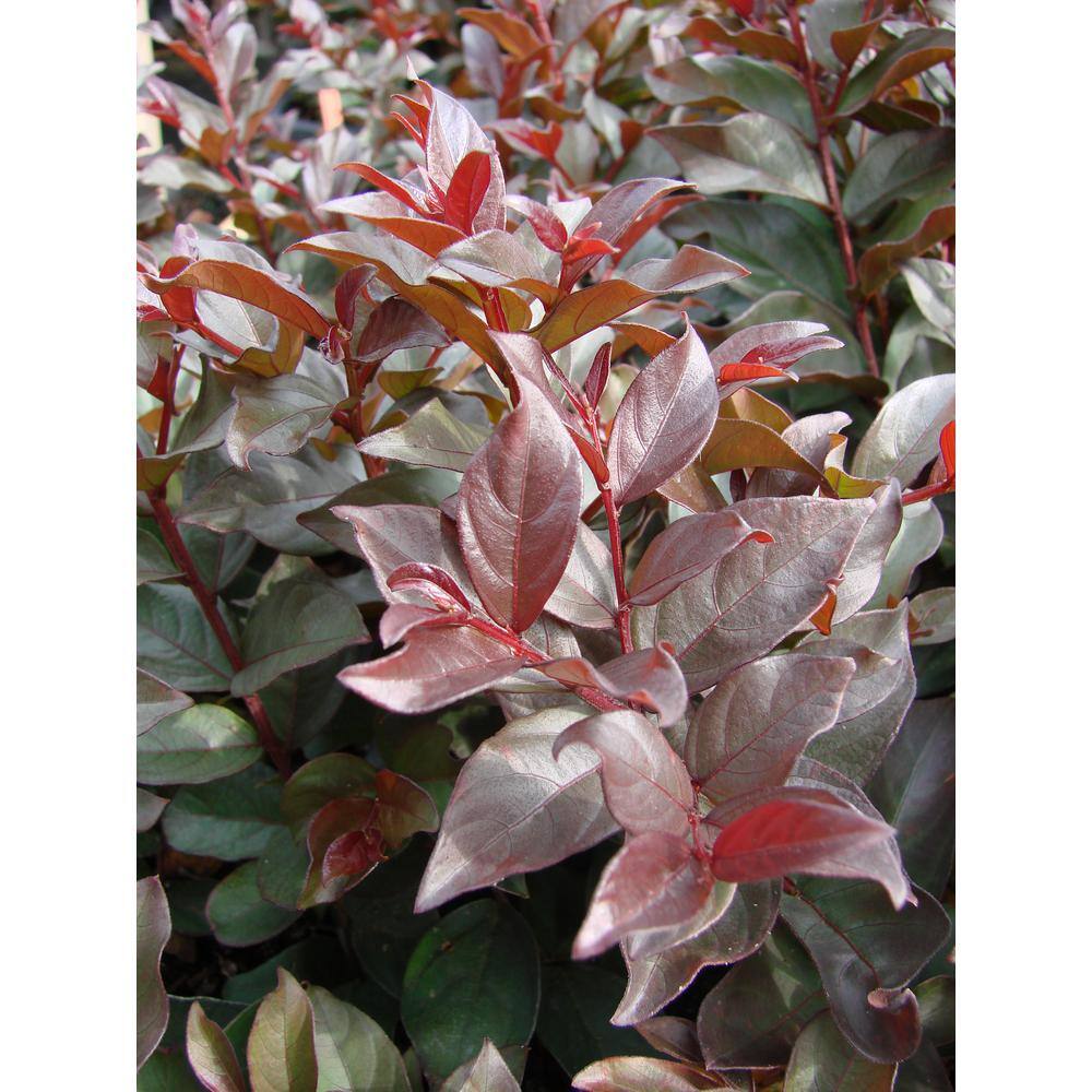 FIRST EDITIONS 3 Gal. Plum Magic Crape Myrtle Flowering Shrub with Fuchsia Pink Flowers CRMPLU03G