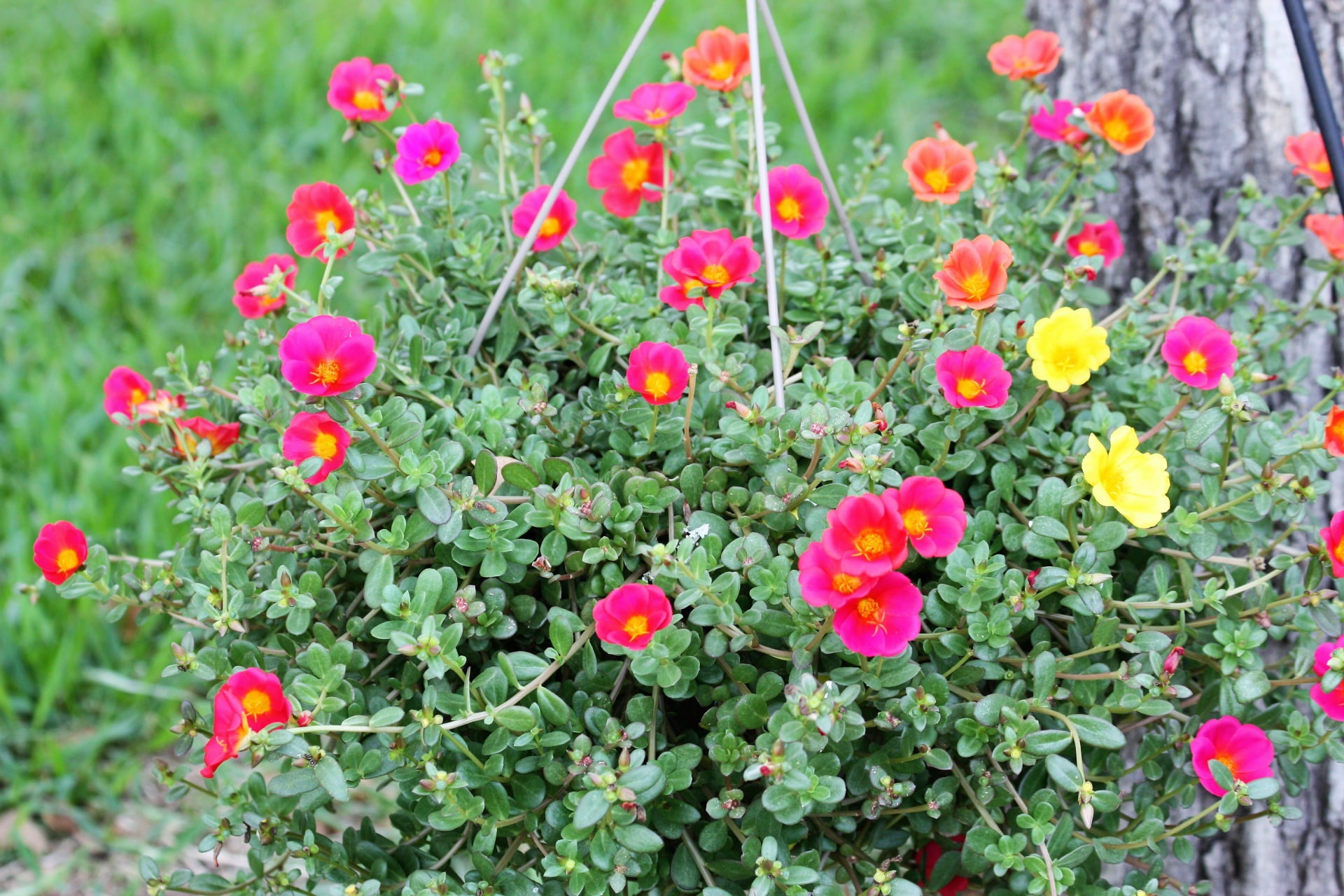 Better Homes and Gardens 1 Quart Purslane Pazazz Nano， Multicolors， Annual， Live Plant (4 Count Pack)