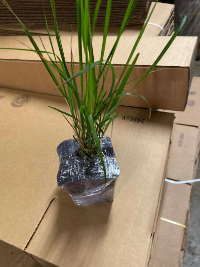 3 Karl Foerster Feather Grass in 4 Inch Containers