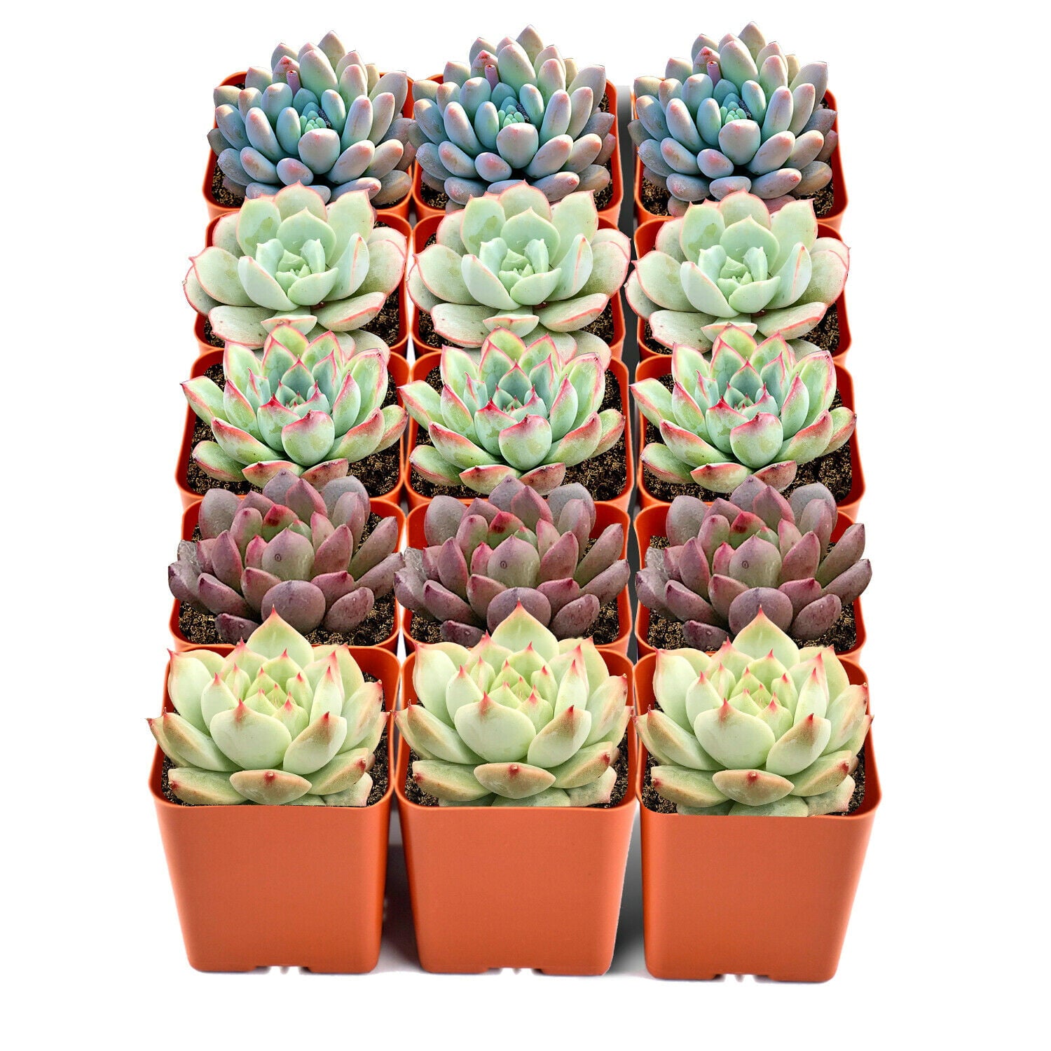 15 Pack Succulents Plant Rooted in 2inch Planters Rare Live Assorted Plants For Wedding Christmas Garden